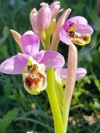 Casa Maresole Mattinata